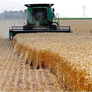 قیمت واقعی گندم اعلام شد