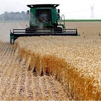 قیمت واقعی گندم اعلام شد