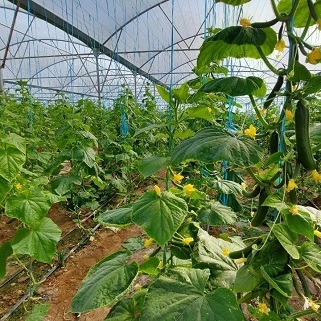 واگذاری ۲ هزار و ۴۸۵ هکتار زمین برای توسعه کشت‌های گلخانه‌ای در هرمزگان