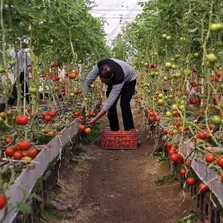 جهش ۶ درصدی گلخانه‌های همدان؛ تولید سالانه به ۹۰ هزار تن رسید