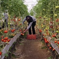 جهش ۶ درصدی گلخانه‌های همدان؛ تولید سالانه به ۹۰ هزار تن رسید