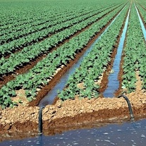 محصولات کشاورزی آب بر در الگوی کشت حذف می‌شوند