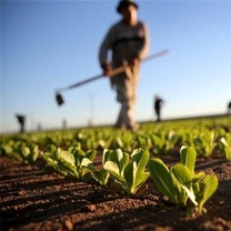 دردسرهای بیمه اجباری گندمزارها؛ از سهم دولت تا حق کشاورزان