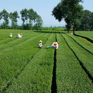 احیای ۳۰۰ هکتار از باغات چای کشور در حال انجام است