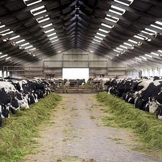 پرداخت تسهیلات بدون سقف بانکی به تولیدکنندگان دام و طیور