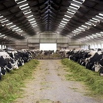 پرداخت تسهیلات بدون سقف بانکی به تولیدکنندگان دام و طیور