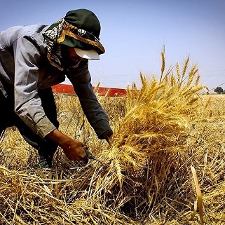 کشت قراردادی راه نجات کشاورزی و حذف دلالان است