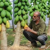 افتتاح همزمان از سه طرح کلان کشاورزی در محمودآباد