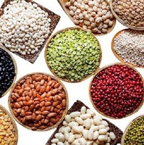 نگهداری از ۱۸۰۰ ژرم پلاسم لوبیا در مرکز تحقیقات خمین