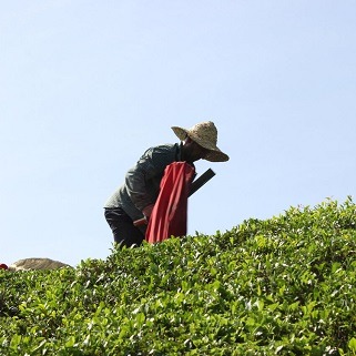 توزیع 6 هزار تن کود شیمیایی بین چایکاران شمال کشور