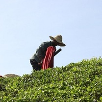 توزیع 6 هزار تن کود شیمیایی بین چایکاران شمال کشور