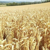 پیش‌بینی تولید ۱۳ میلیون تن گندم در سال زراعی جاری