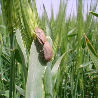 ورود آفت سن گندم به مزارع جنوب کشور