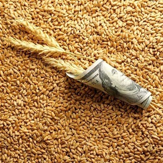 خبر مهم برای گندمکاران در رابطه با قیمت واقعی گندم