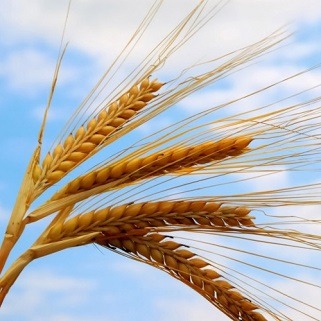 بازنگری در بیمه گندمزارها؛ سهم کشاورز از سوی دولت پرداخت می شود