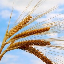 بازنگری در بیمه گندمزارها؛ سهم کشاورز از سوی دولت پرداخت می شود