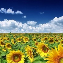 طرح‌های توسعه‌ای در مزارع اجرا می‌شود