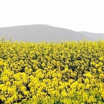 تحقق ۹۰ درصدی تولید محصولات زراعی همدان به دلیل کاهش بارندگی