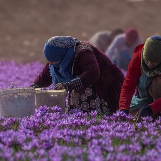 خشکسالی ضریب عملکرد کشت زعفران را کاهش داد