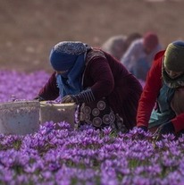 خشکسالی ضریب عملکرد کشت زعفران را کاهش داد