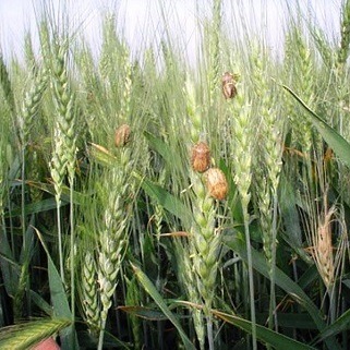 دشمن نامرئی در کمین گندمزارهای خراسان شمالی