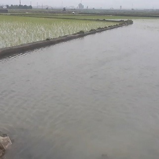 تاکید مدیر جهاد کشاورزی پلدختر بر لزوم مراجعه کشاورزان به بیمه برای خسارات سیلاب