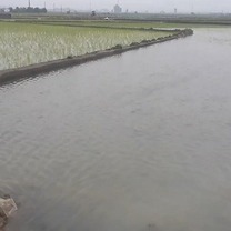 تاکید مدیر جهاد کشاورزی پلدختر بر لزوم مراجعه کشاورزان به بیمه برای خسارات سیلاب