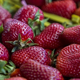 افزایش ۳۰ درصدی سطح زیرکشت توت‌فرنگی گلخانه‌ای در آذربایجان‌غربی