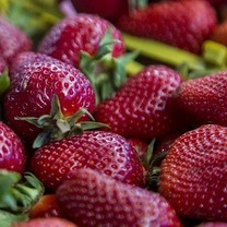 افزایش ۳۰ درصدی سطح زیرکشت توت‌فرنگی گلخانه‌ای در آذربایجان‌غربی