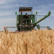 برداشت خوشه‌های طلایی گندم در هرمزگان آغاز شد