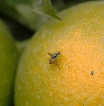 هشدار جهاد کشاورزی ساری به باغداران