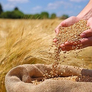 رونمایی از طرح خرید اعتباری گندم