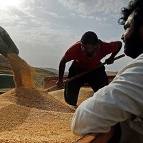 پیش بینی خرید ۲۰۰ هزار تن گندم در خراسان شمالی