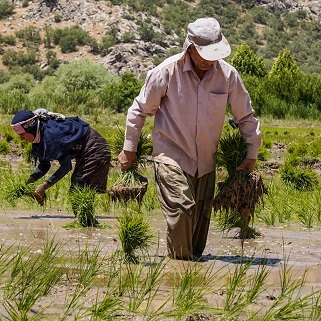 شالیکاران برای خرید بیمه نامه برنج تا پایان اردیبهشت مهلت دارند