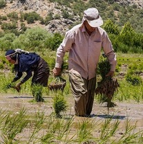 شالیکاران برای خرید بیمه نامه برنج تا پایان اردیبهشت مهلت دارند