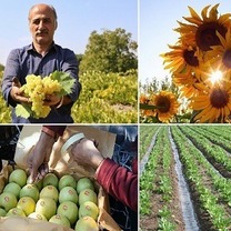 بخش کشاورزی زنجان با همکاری شرکت‌های دانش بنیان تقویت می‌شود