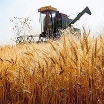 ۲۴ مرکز تعاون روستایی در ایلام آماده تحویل گندم است