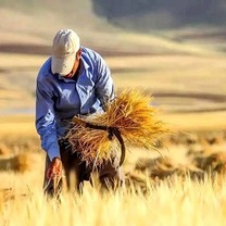 خرید تضمینی گندم از یک میلیون تن عبور کرد