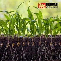 اهمیت زهکشی برای رشد ریشه