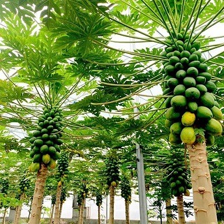 کارآفرین بابلی موفق به تولید «پاپایا» در مازندران شد