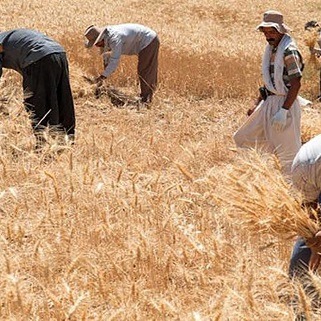 پرداخت ۳۰.۸ همت دیگر به گندم‌کاران