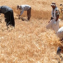 پرداخت ۳۰.۸ همت دیگر به گندم‌کاران